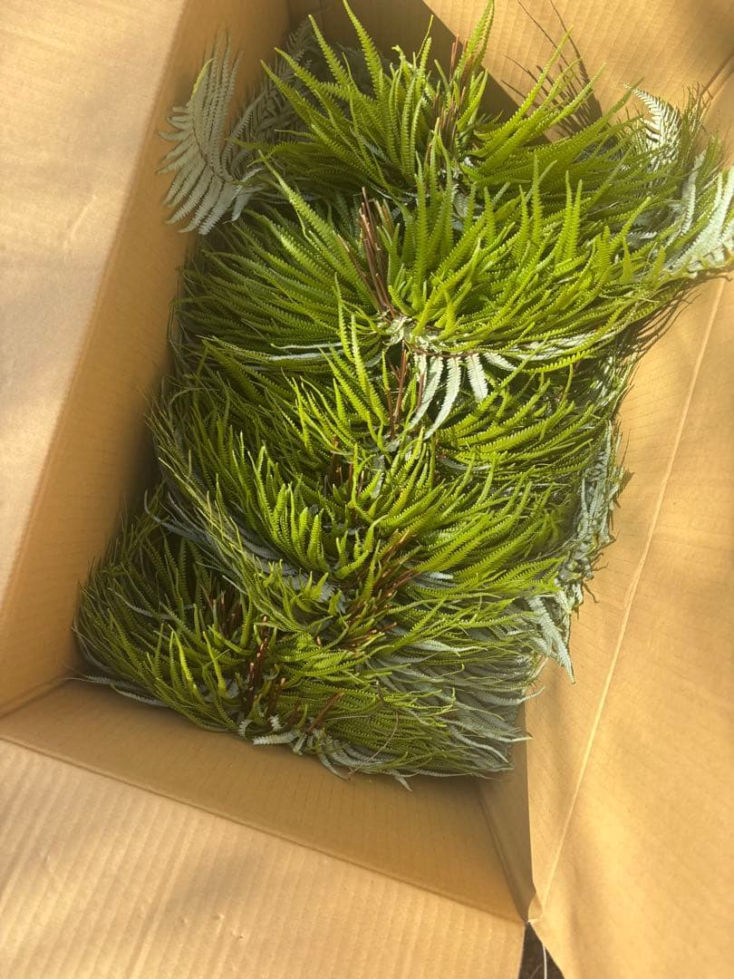 ウラジロ　250枚　エディブルフラワー　飾り葉