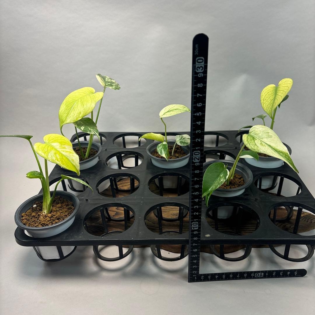 ぴ*く様 5株セットms40【特別選抜】ホワイトモンスター／天津蘭 モンステラ斑