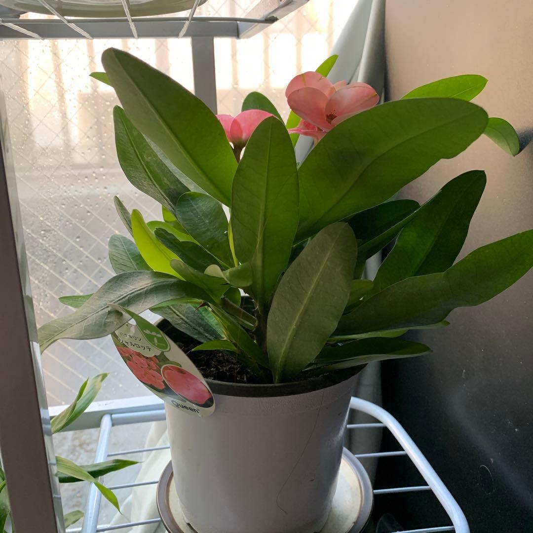 中サイズ ピンク花シャルロッテ