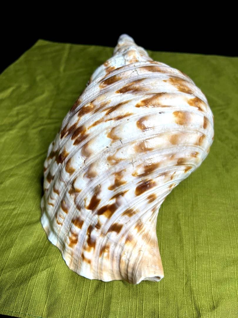 法螺貝　ホラ貝　大きさ約28cm 前後 ホラガイ　ほら貝