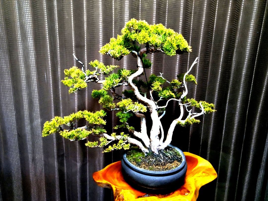 【中品 株立 真柏盆栽】　　　　⭕霜焼け→春には緑色❗