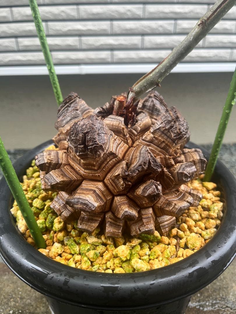 亀甲竜　長谷川園芸