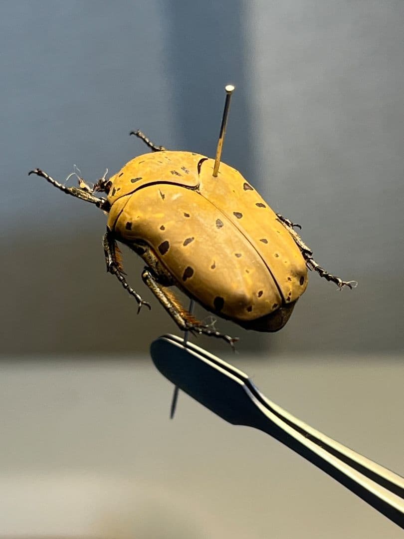 ヒョウモンアヤヒシムネハナムグリ 標本 カナブン プラチナコガネタマムシコメツキ