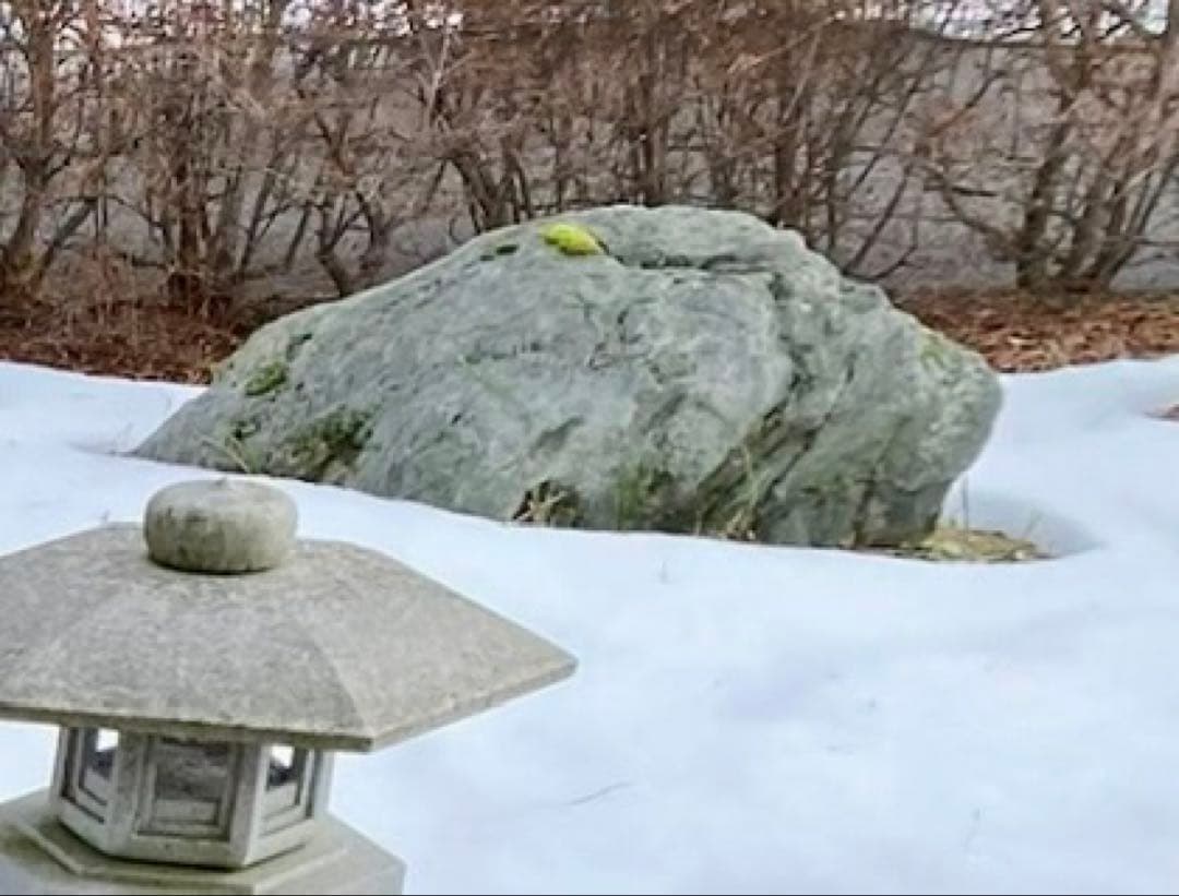 灰色 庭石 大 約140×40×50㎝ 苔付【石川県引き取り限定】まとめ割