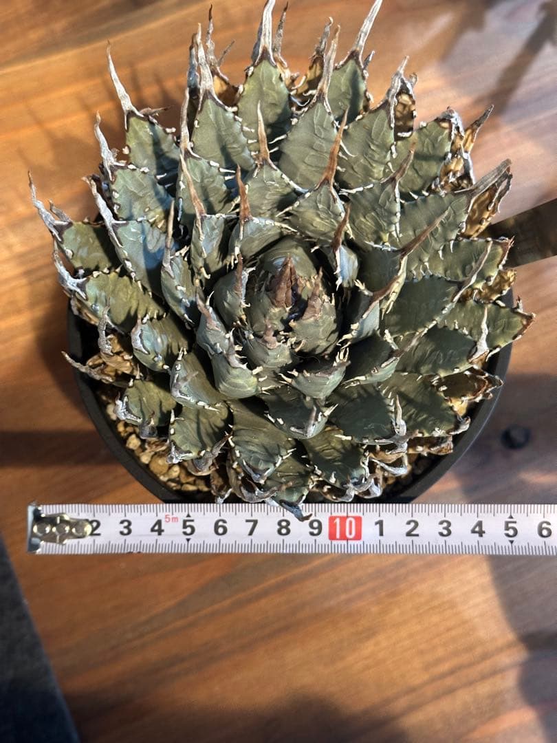 エボリスピナ　アガベ　ユタエンシス　発根済み