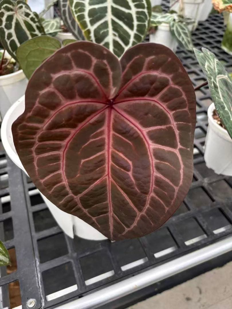 anthurium dream weaver✖️necromancer