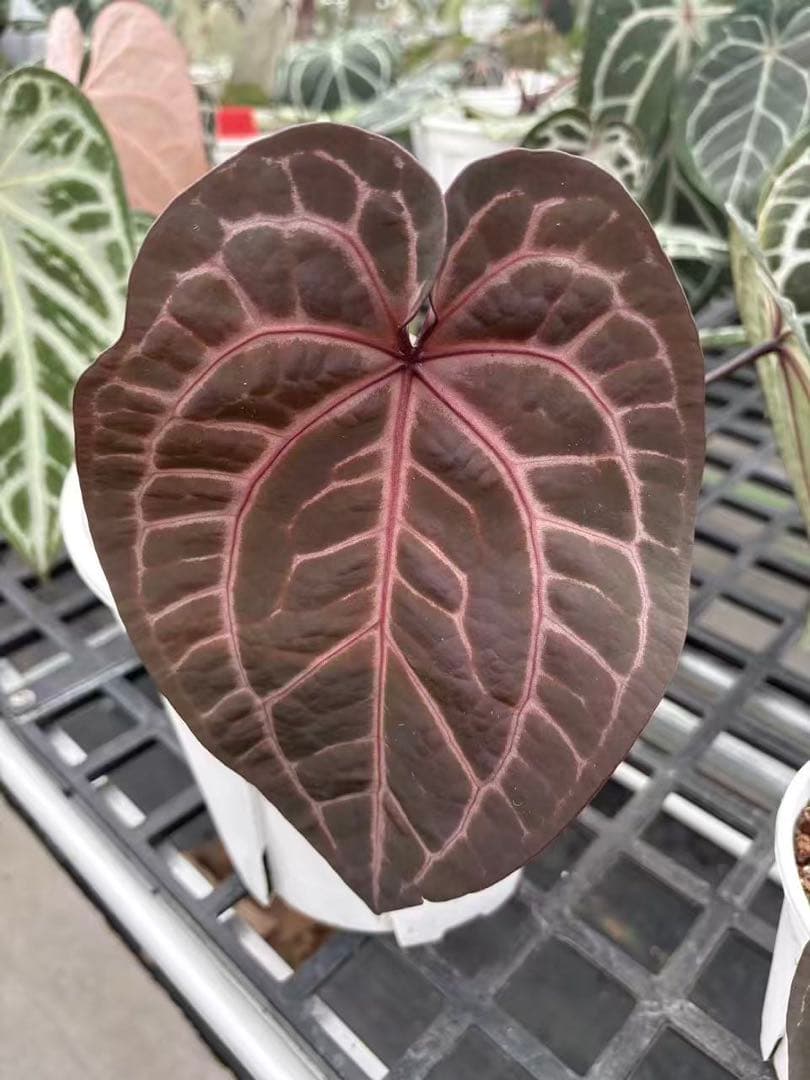 anthurium dream weaver✖️necromancer