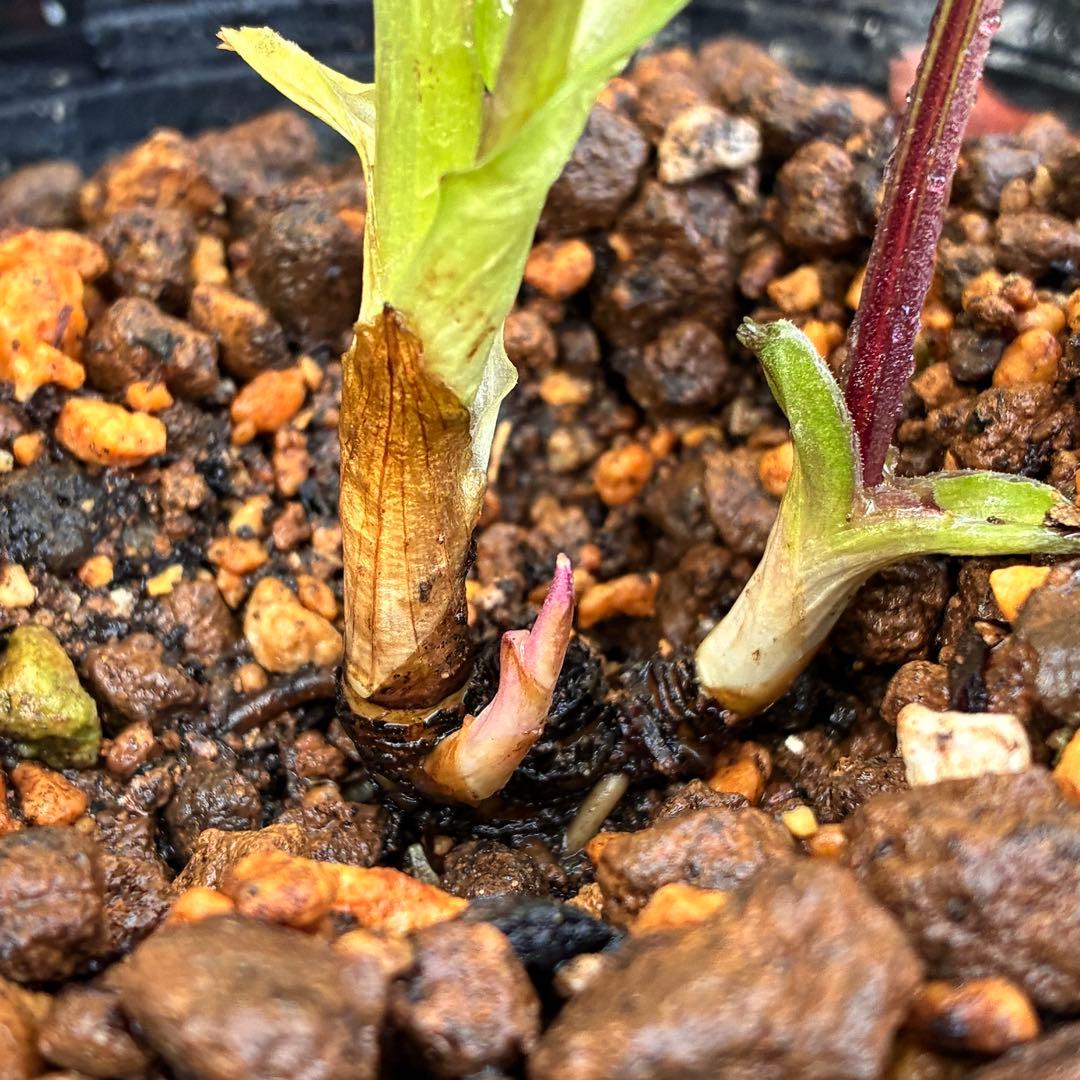 も*子様 3423☘️花、タグ付き☘️⭐️プチドール⭐️超小輪コンパクト⭐️色抜