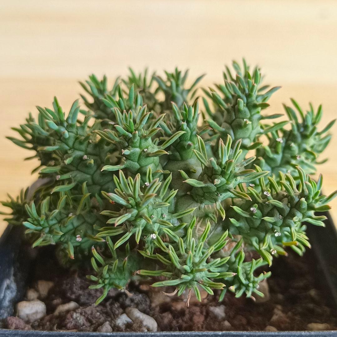 F791 ユーフォルビア デセプタ/Euphorbia decepta/実生大株