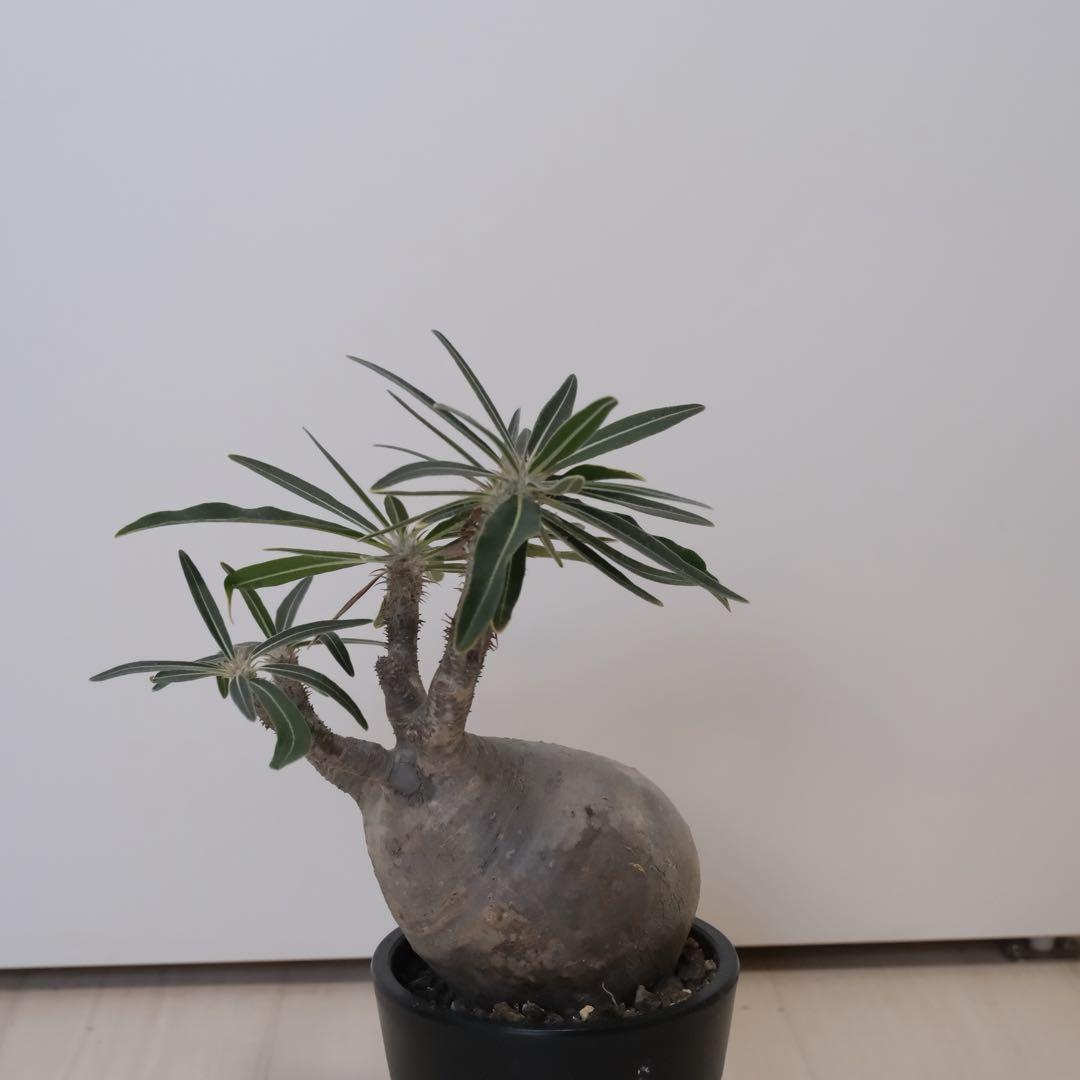 パキポディウム　グラキリス　現地球（最終値下げ）