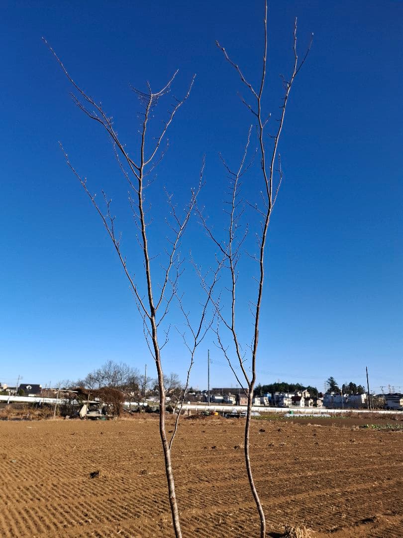 クマシデ 山彩り ――雑木 アオダモ アオハダ カエデ モミジ ――