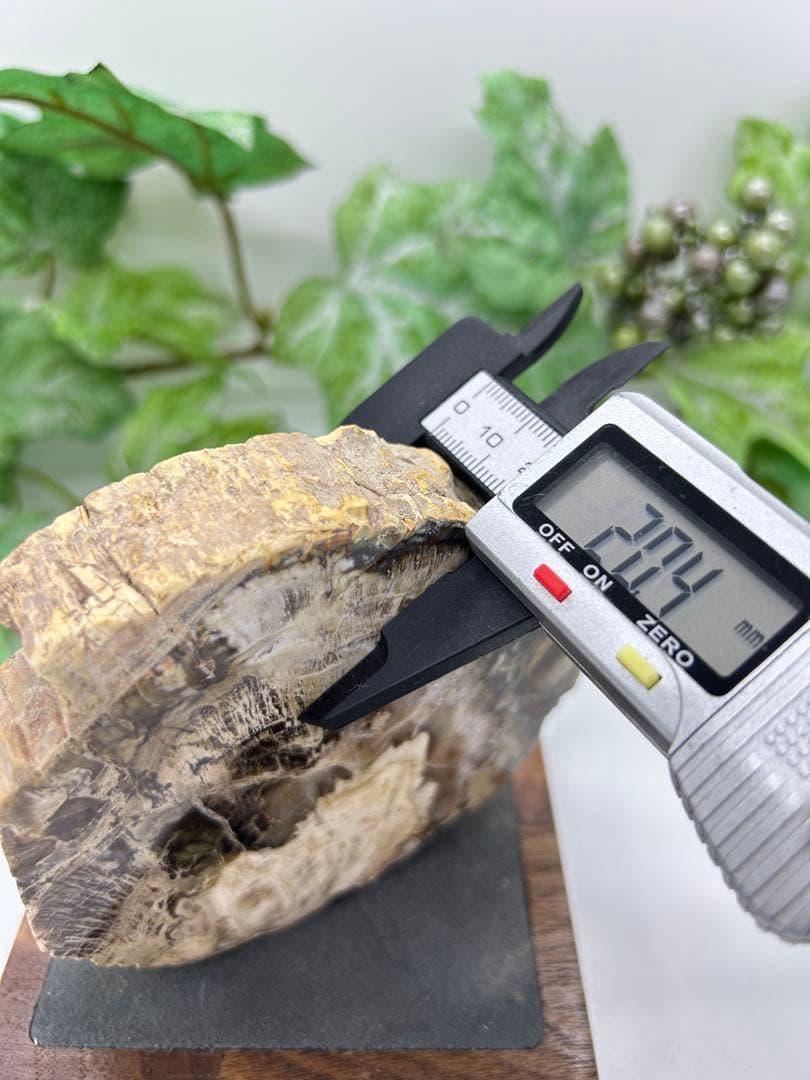 珪化木プレート　ペトリファイドウッド　No.901