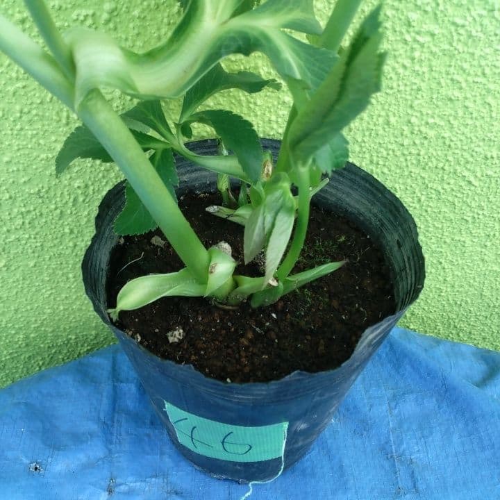 野田園芸。ヘレボルス 多層花びら 緑と紫の斑点グリーンバイカラー。No46