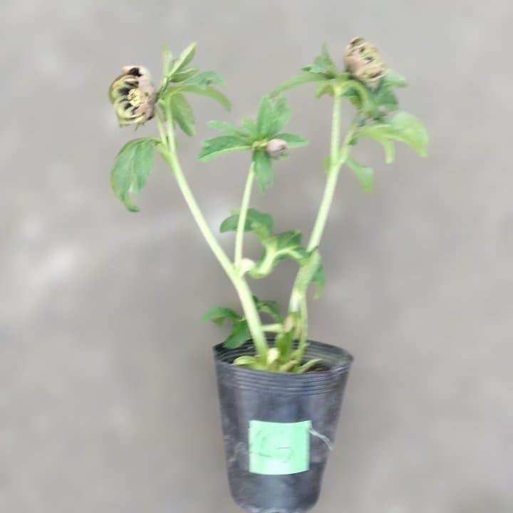 野田園芸。ヘレボルス 多層花びら 緑と紫の斑点グリーンバイカラー。No46