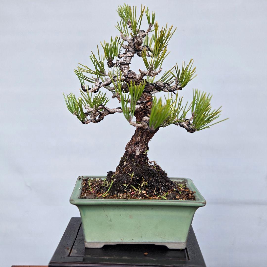 黒松　(岩石性)　[模様木]　貴風盆栽