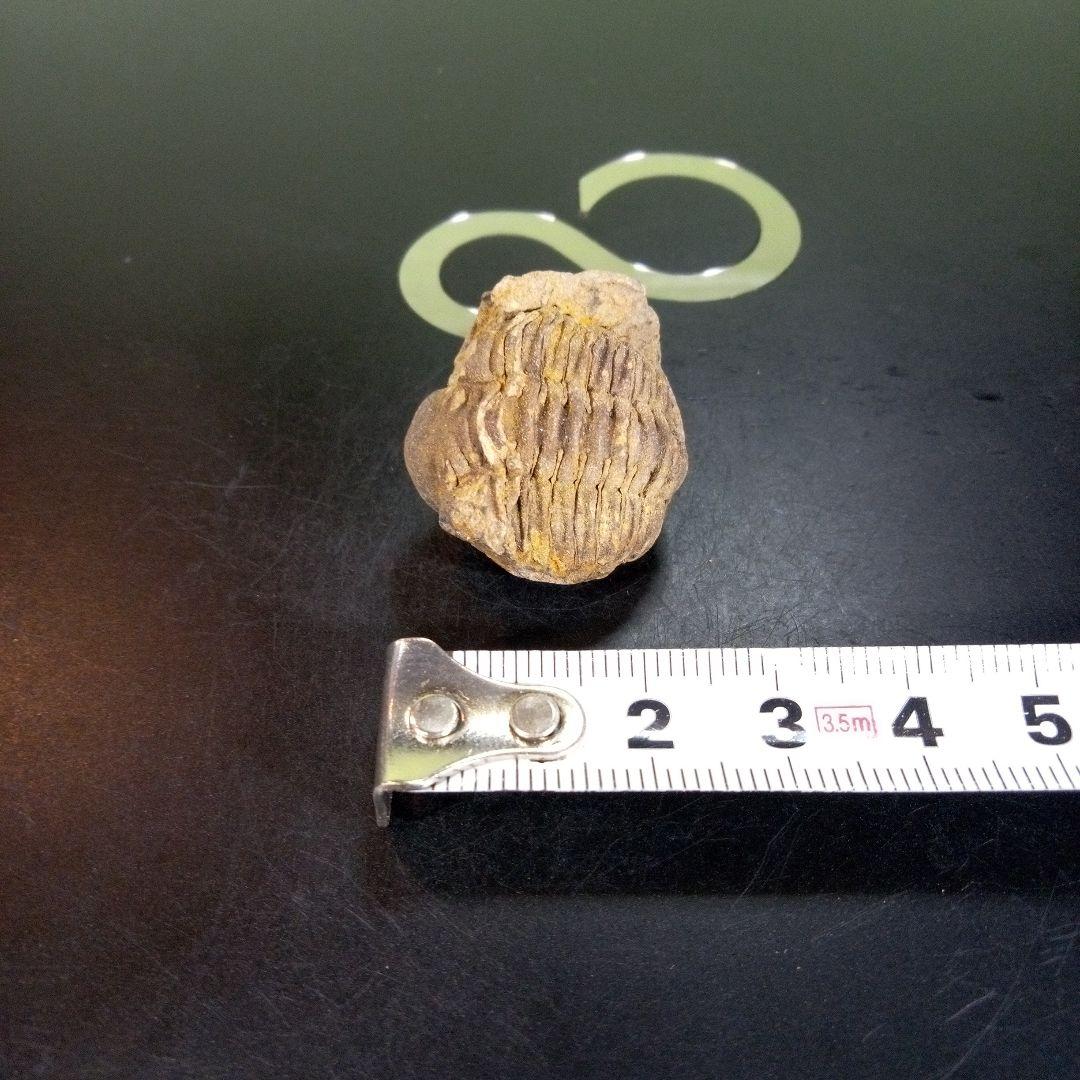 三葉虫　化石　fossil　ボリビア産　trilobite　Bolivia化石⑤