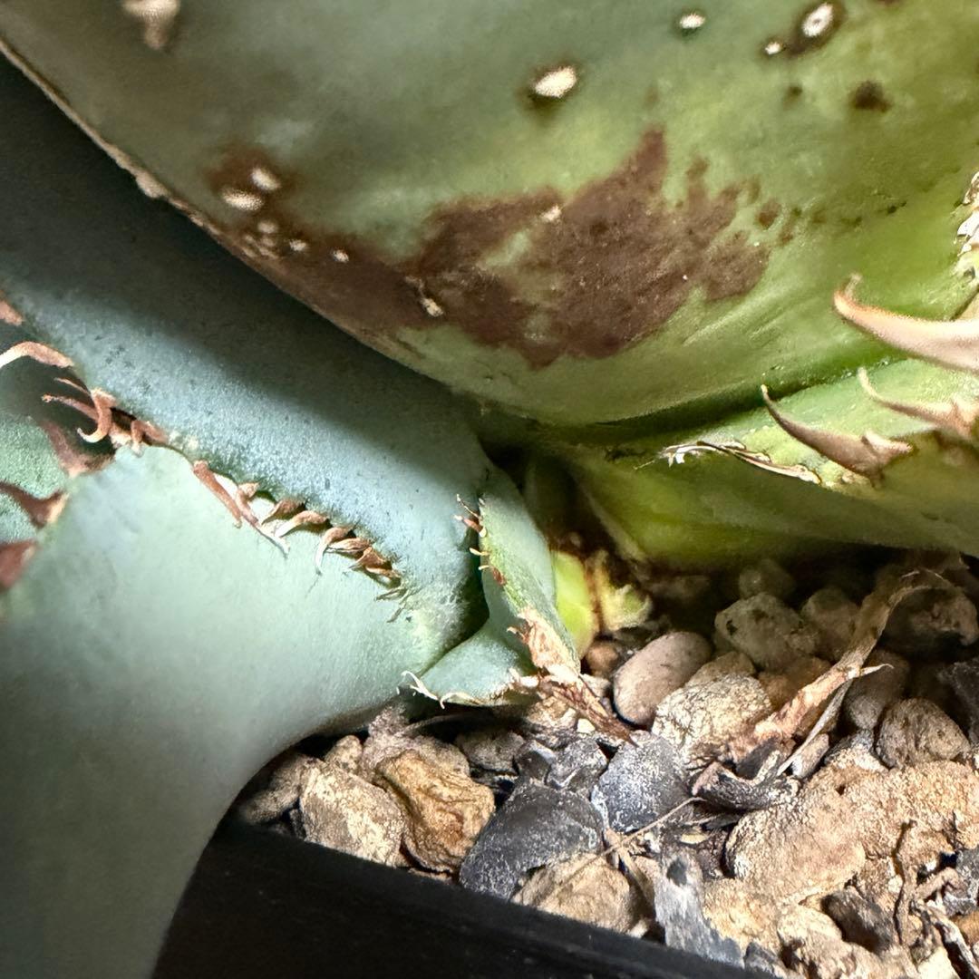 多頭？子株 agave titanota beast アガベ チタノタ ビースト