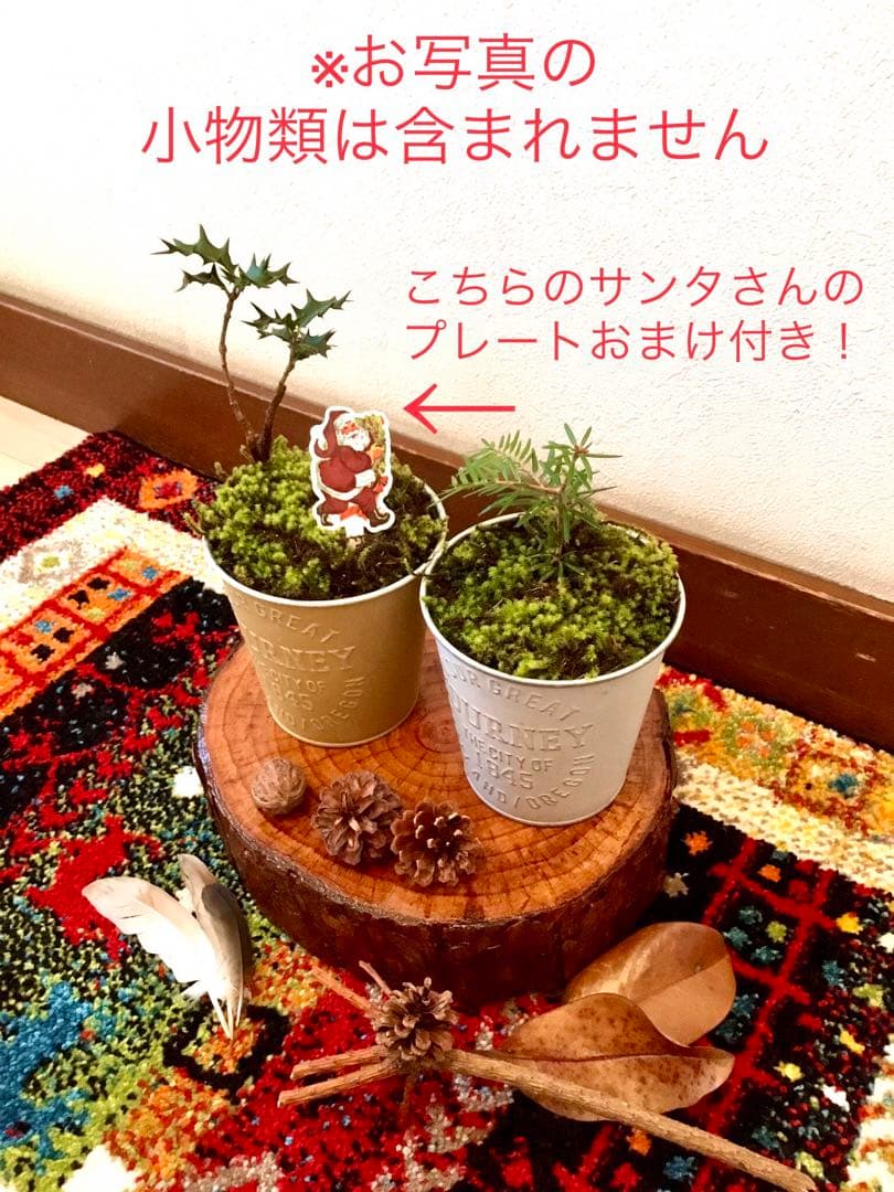 完売　　天然野生の可愛い【柊さんと樅の木さんセット】柊＊樅の木＊クリスマスツリー