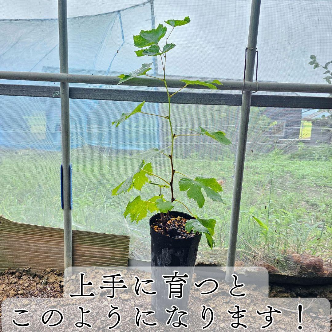 【オーダーページ】カンタン栽培 ブドウ 穂木 挿し木 苗木づくりに♪