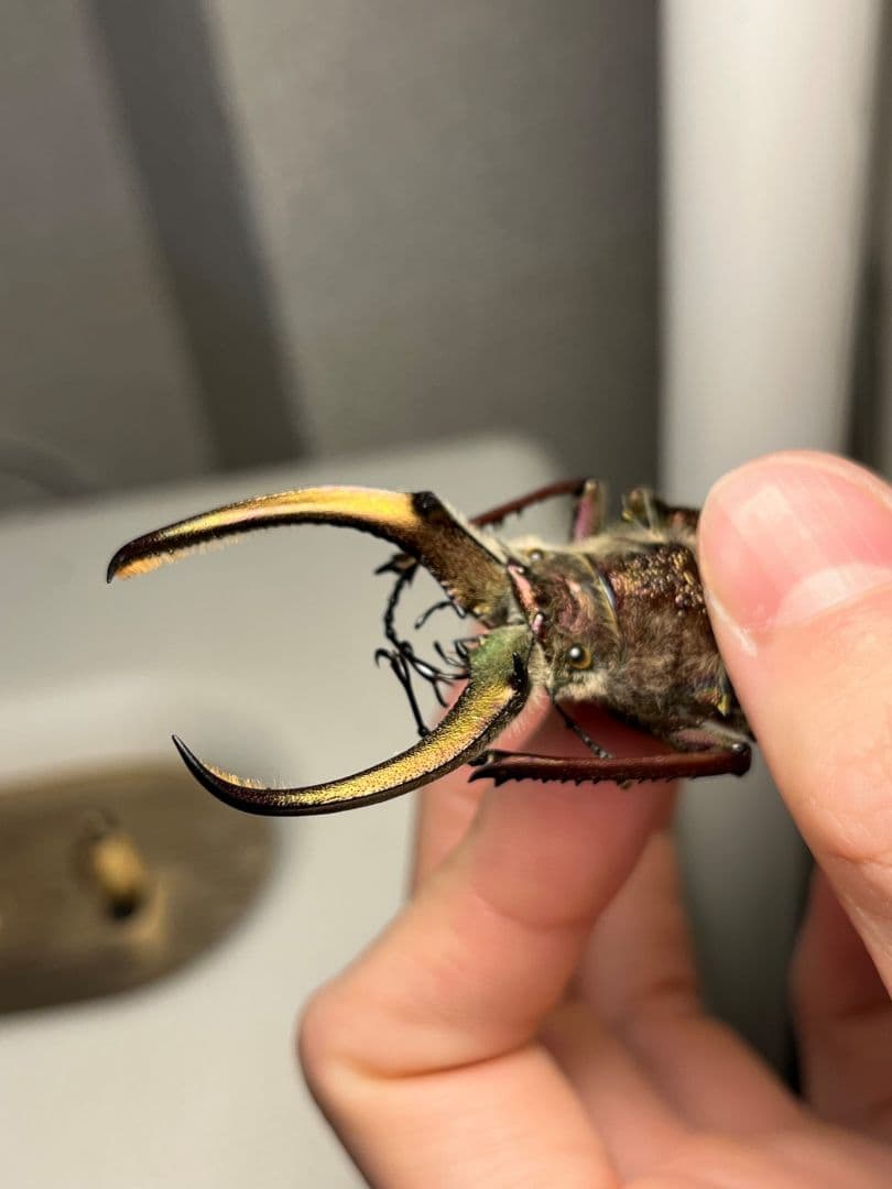 【顎RED】ギガンテウスシワバネクワガタ 昆虫標本 ニジイロクワガタ パプアキン