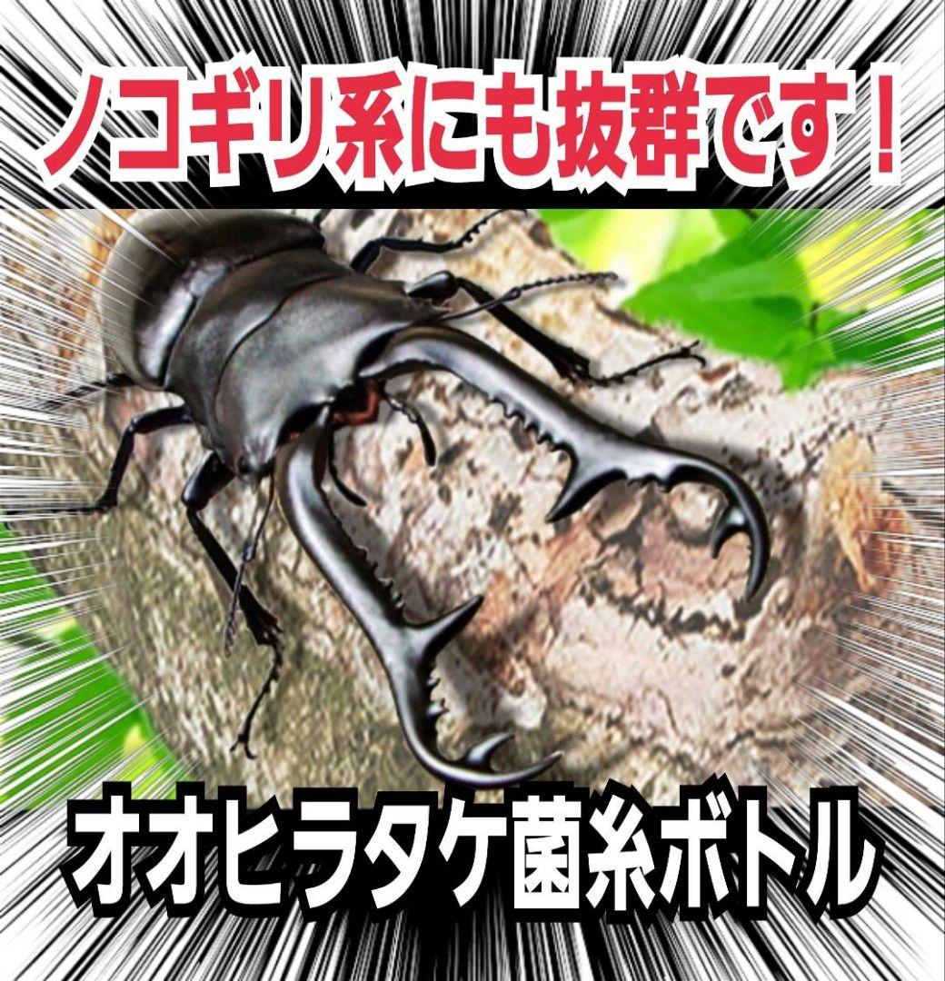 極上！オオヒラタケ菌糸瓶【8本】特殊アミノ酸強化！オオクワ、ヒラタ、ニジイロに！