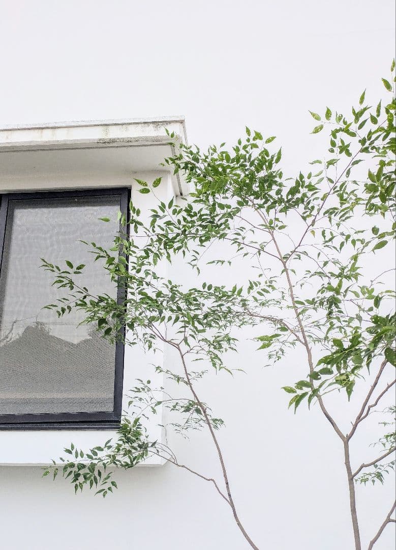 清秀。。山採りハイノキ。。