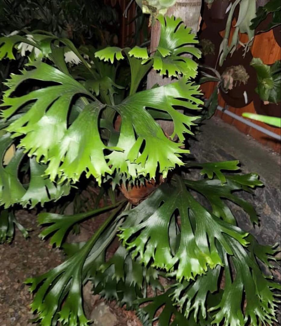 P.Hillii Rod Pattison sporelingロッドパティソン