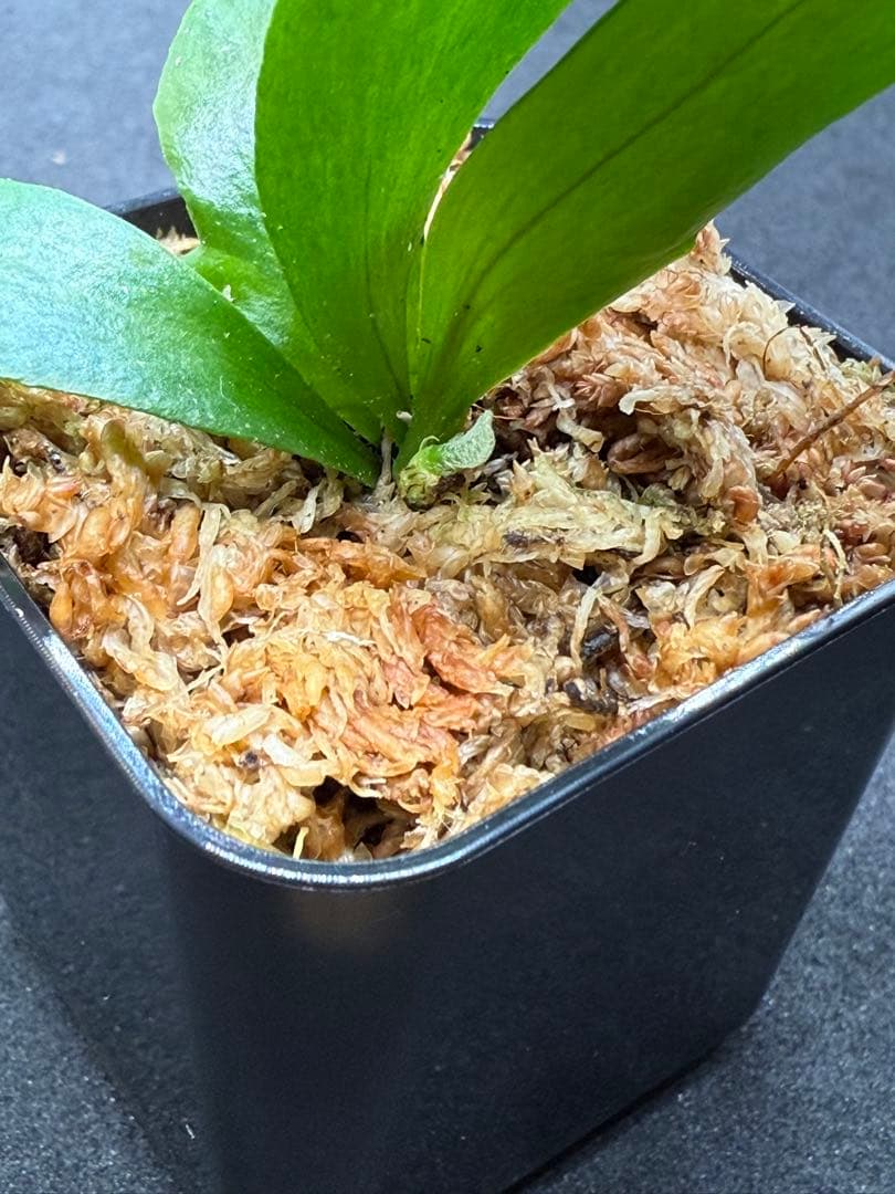 P.Hillii Rod Pattison sporelingロッドパティソン