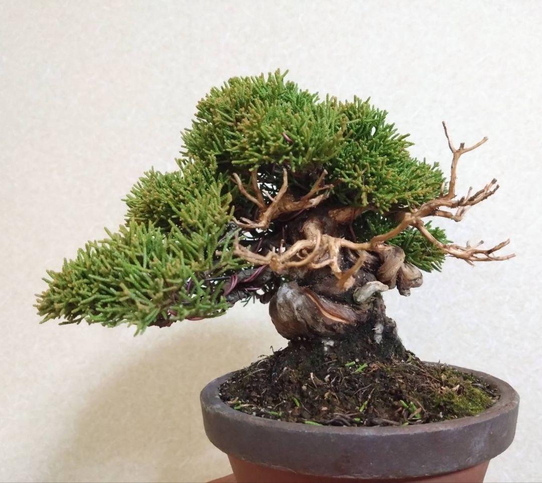 ア*オ様 盆栽 真柏