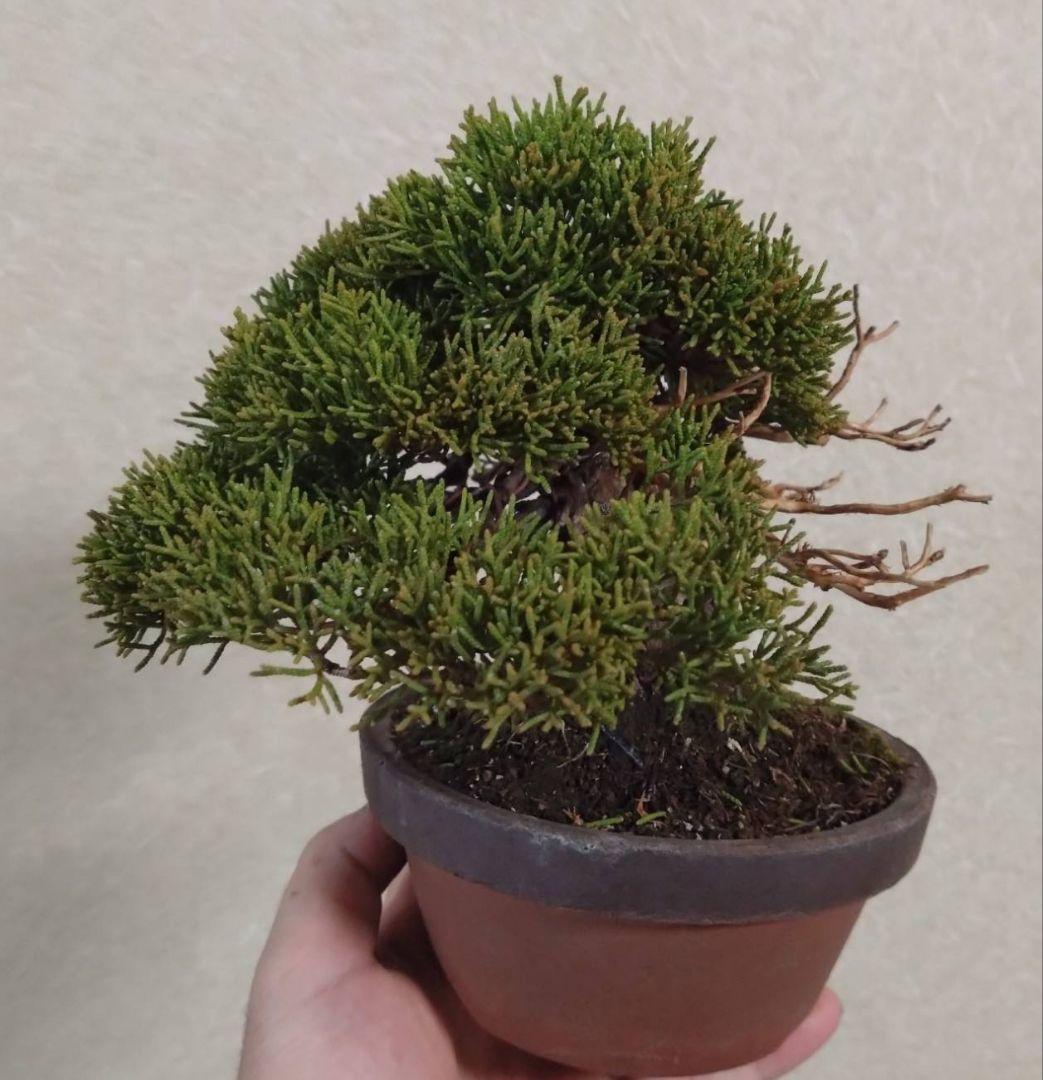 ア*オ様 盆栽 真柏