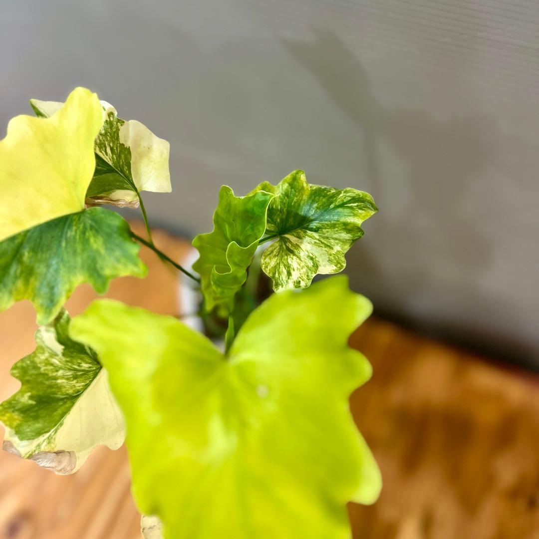 フィロデンドロン　セローム　斑入り　美斑