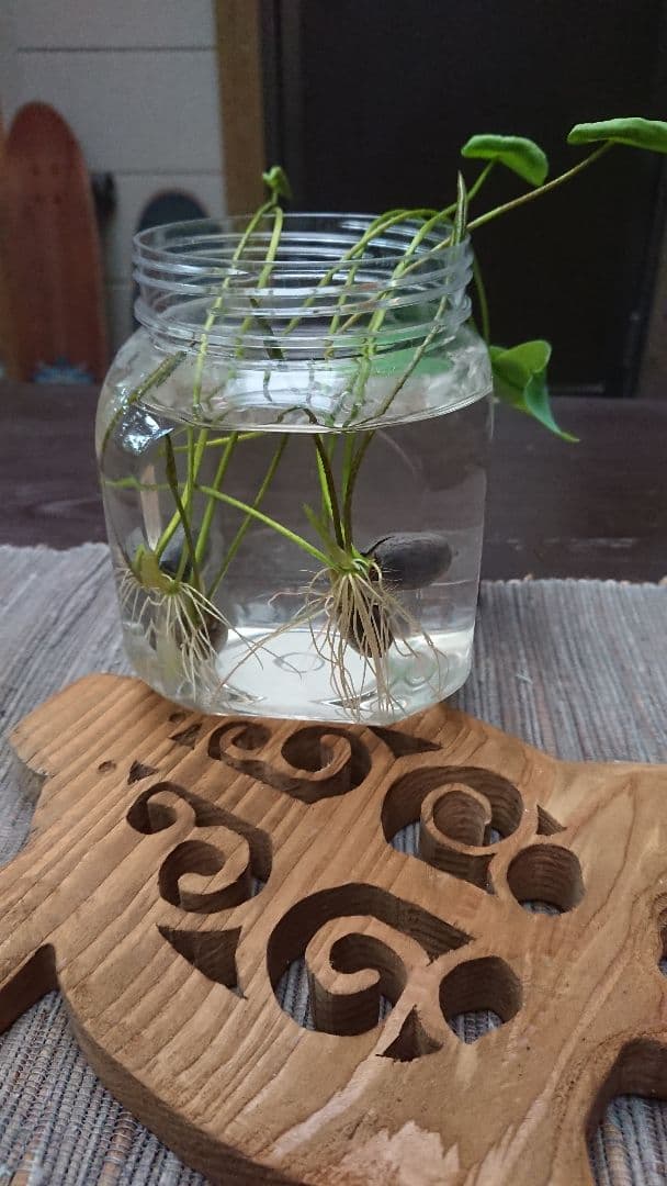 ♫ハスの育て方♫