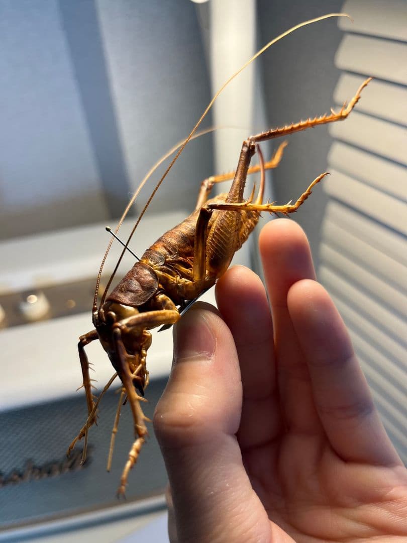【極美展足】アゴコロギス ダイオウクロギリス 昆虫標本 直翅類 カマキリ