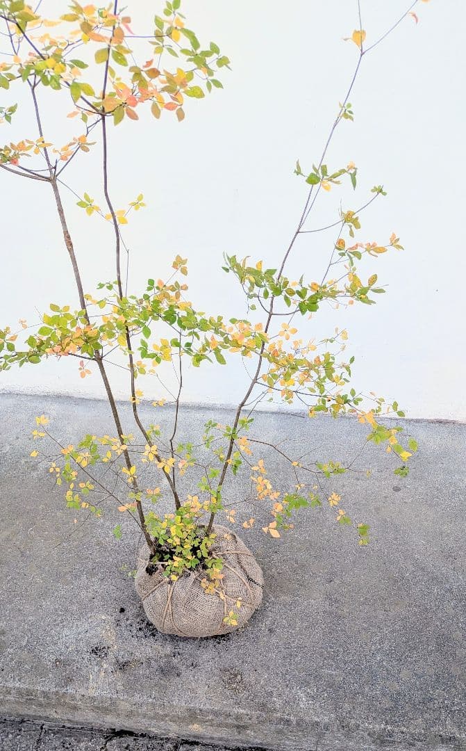 上品。山採りドウダンツツジ。