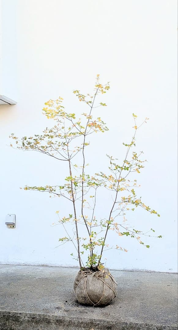 上品。山採りドウダンツツジ。