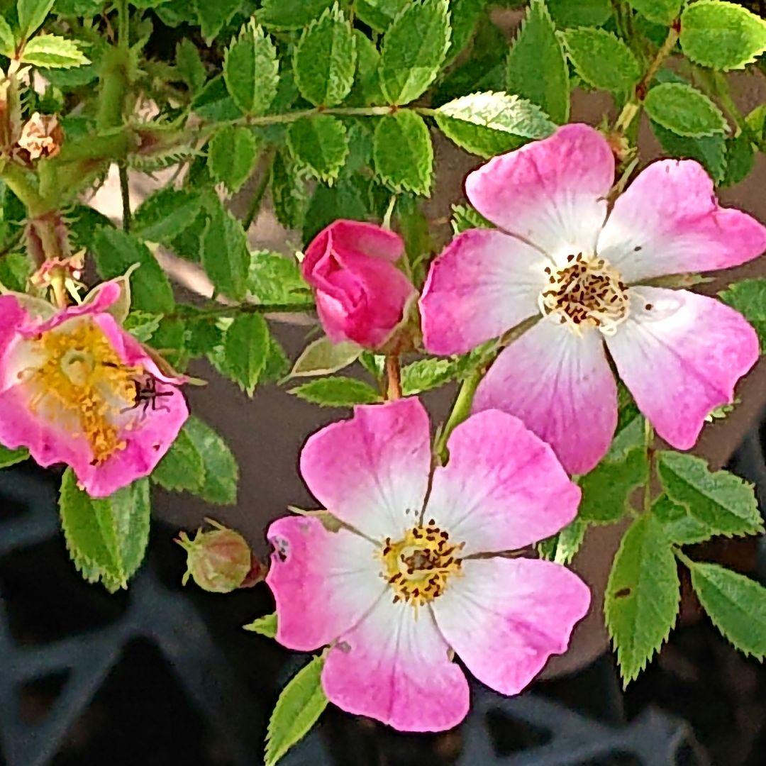 野薔薇 抜き苗 ノイバラ ピンク × 白グラデーション小花