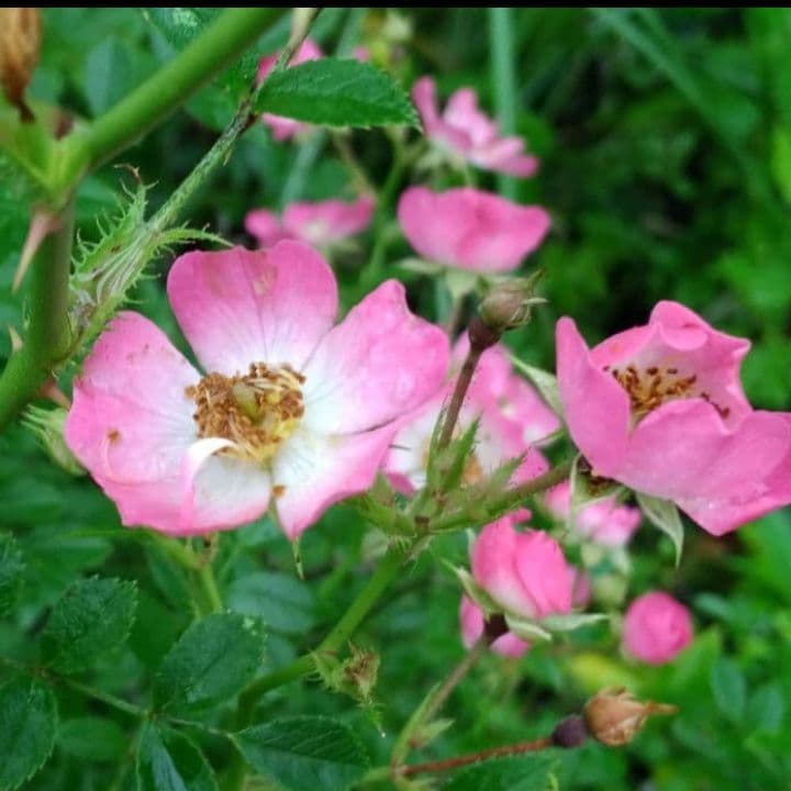 野薔薇 抜き苗 ノイバラ ピンク × 白グラデーション小花