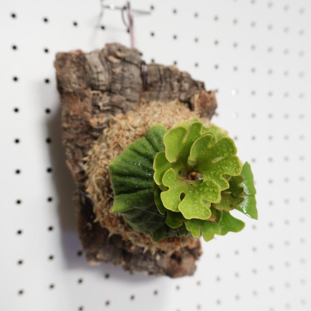 ビカクシダ リドレイ ドワーフ シルバー 小株　R-4