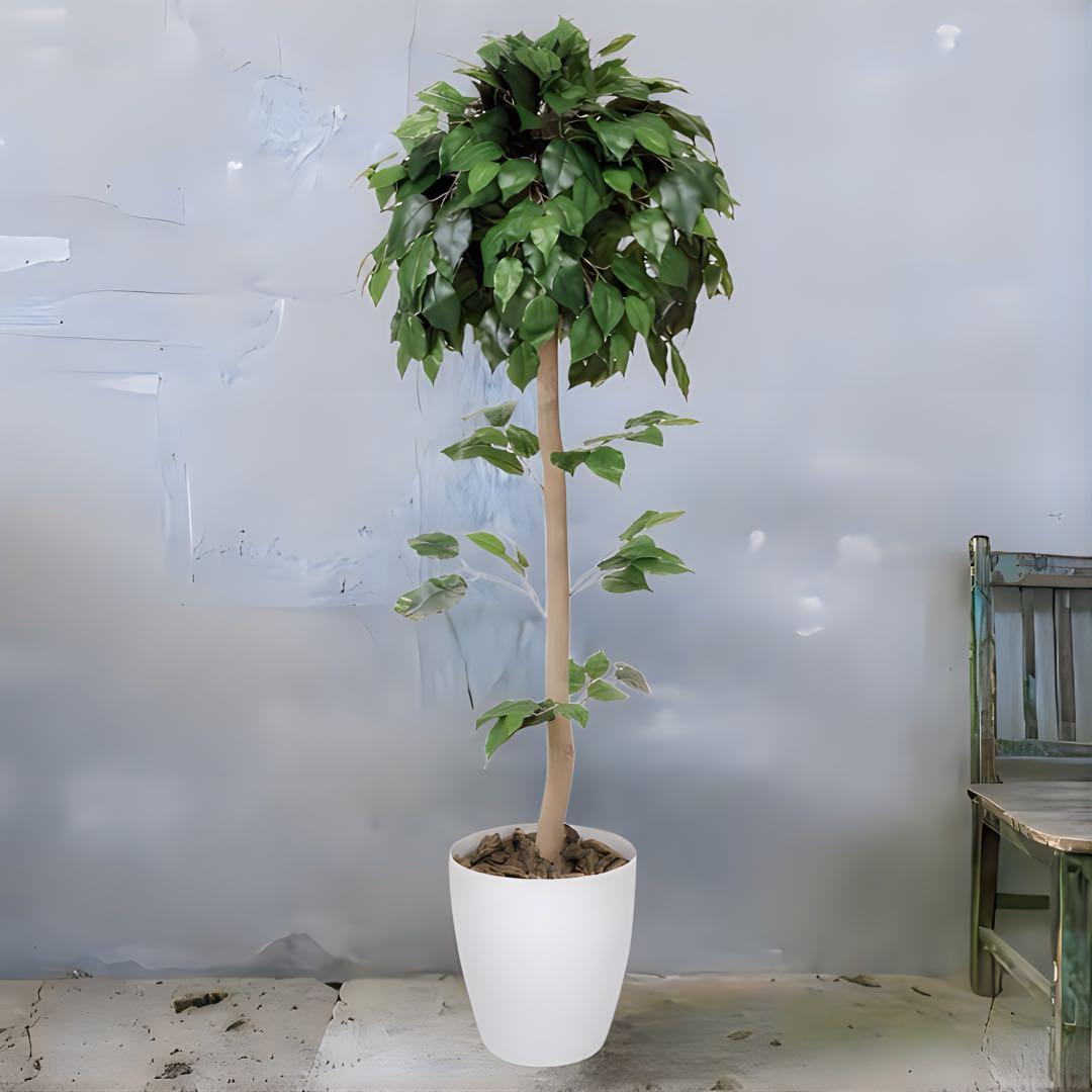 光触媒　人工観葉植物　ウォールグリーン　ベンジャミントピアリー1.51.5