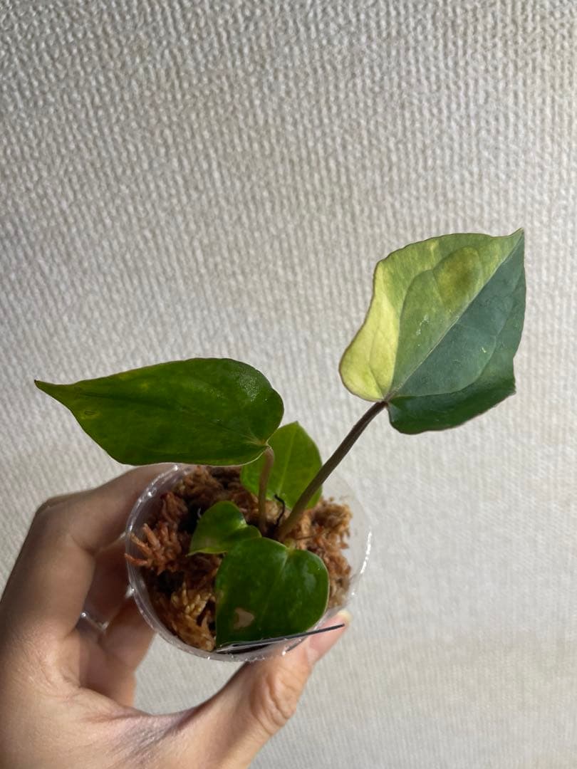 【すなぎも】