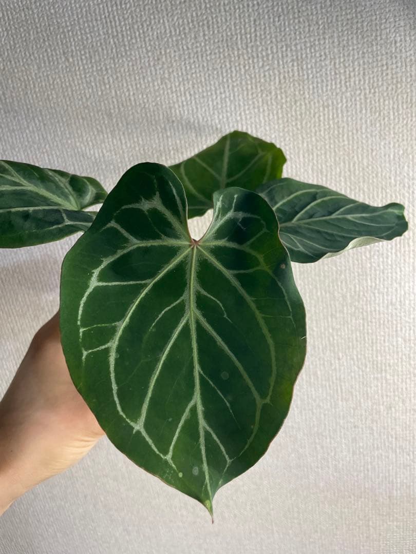 【すなぎも】