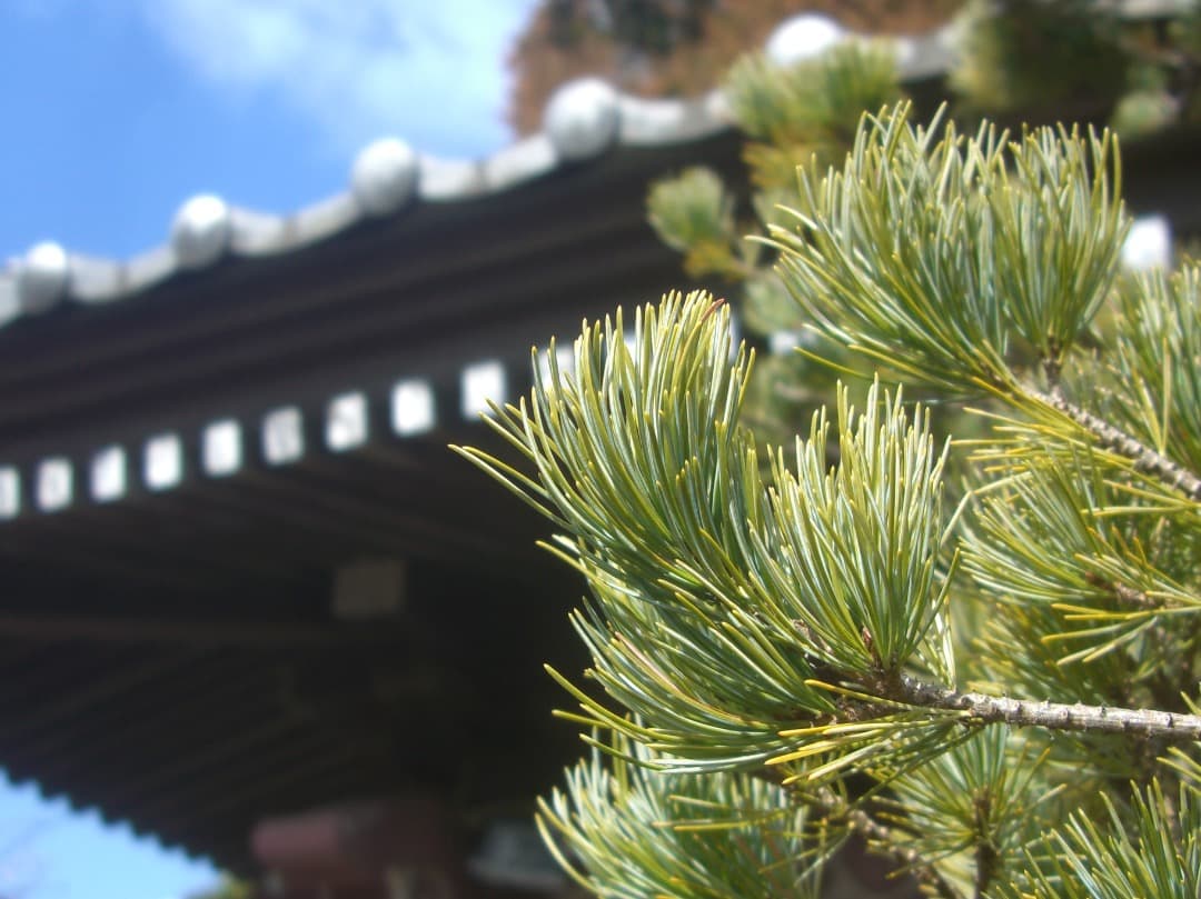 実写良⭕️【動作確認済】CASIO EXILIM ZOOM EX-Z1000