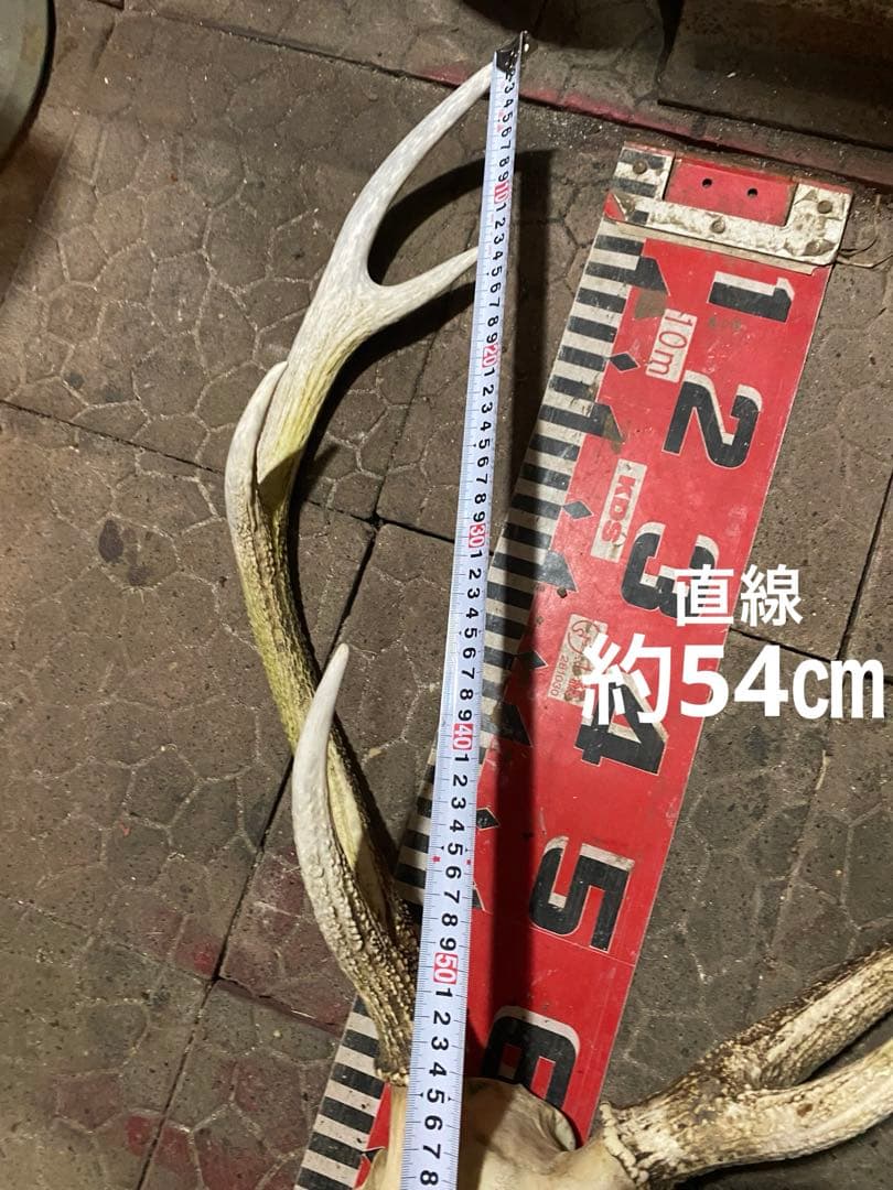 n*r様 蝦夷鹿hunting trophy（deer skull）天然