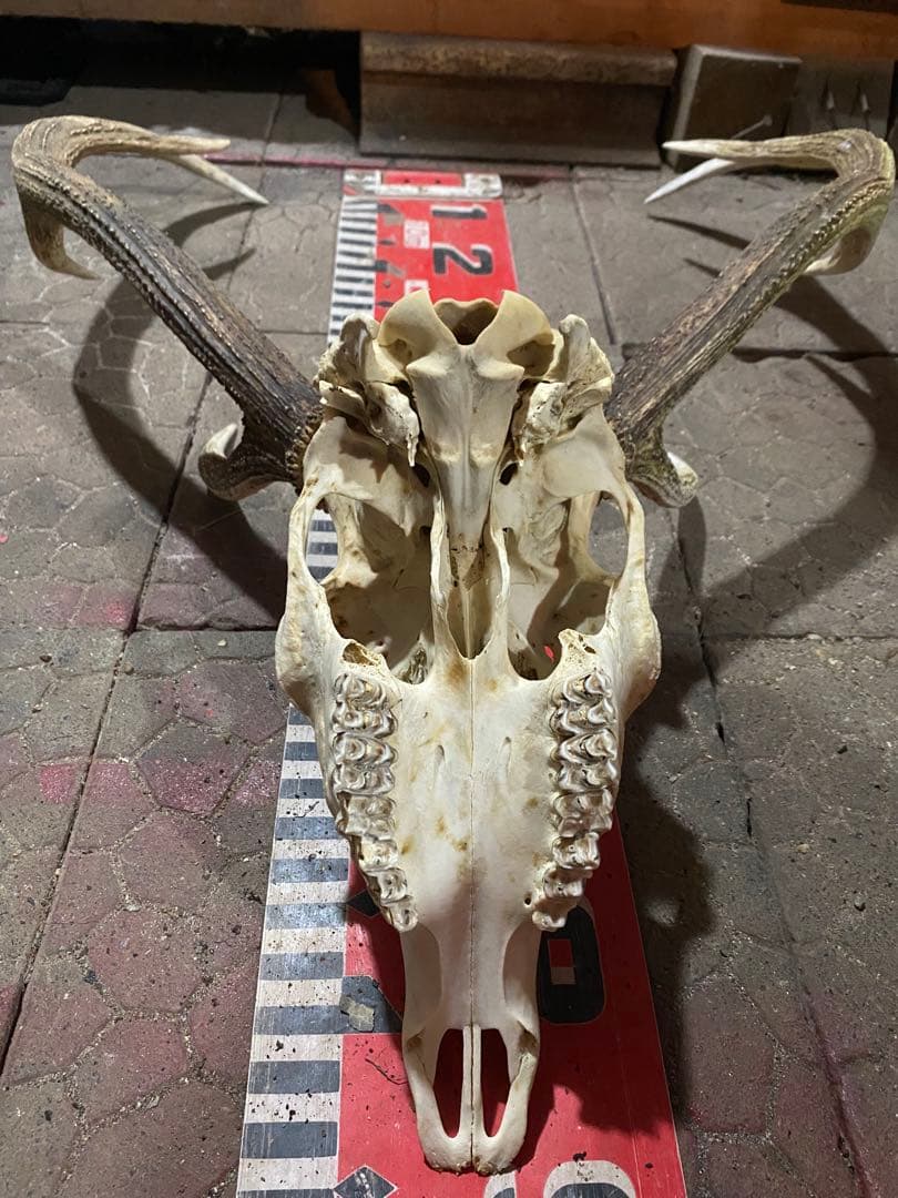 n*r様 蝦夷鹿hunting trophy（deer skull）天然