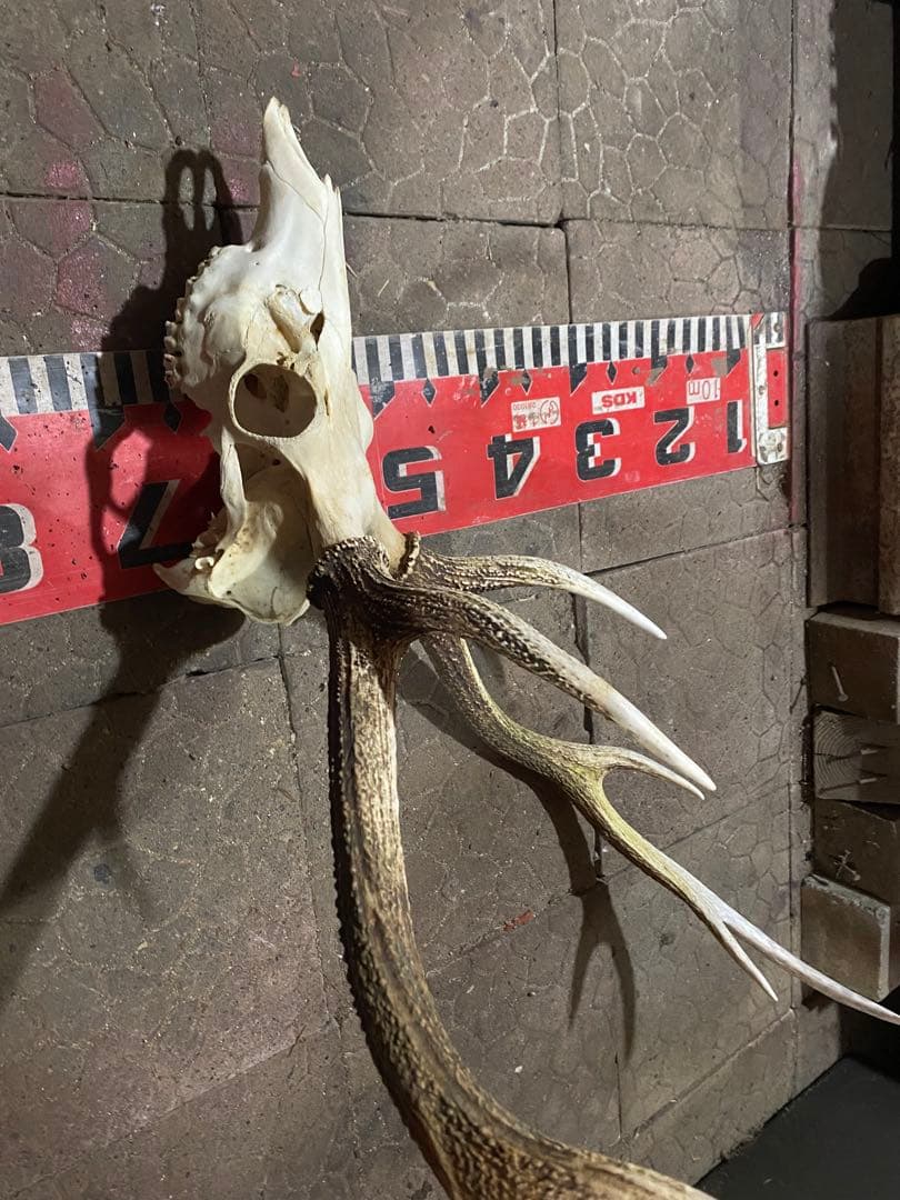 n*r様 蝦夷鹿hunting trophy（deer skull）天然