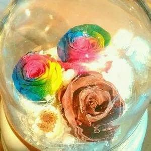 プリザーブドフラワーオルゴール　レインボーローズ＆チョコレートローズ　星に願いを