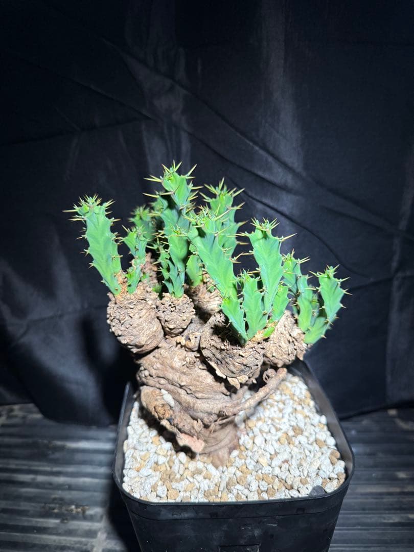 ユーフォルビア　クラビゲラ