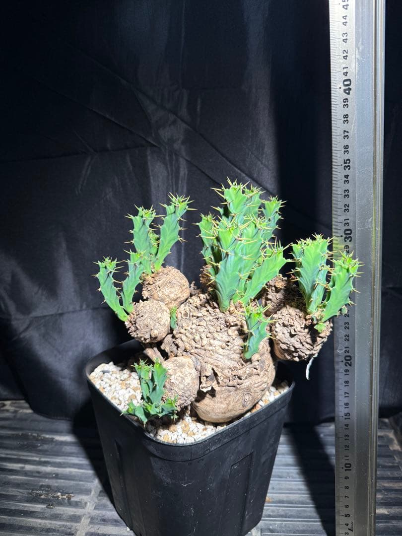 ユーフォルビア　クラビゲラ