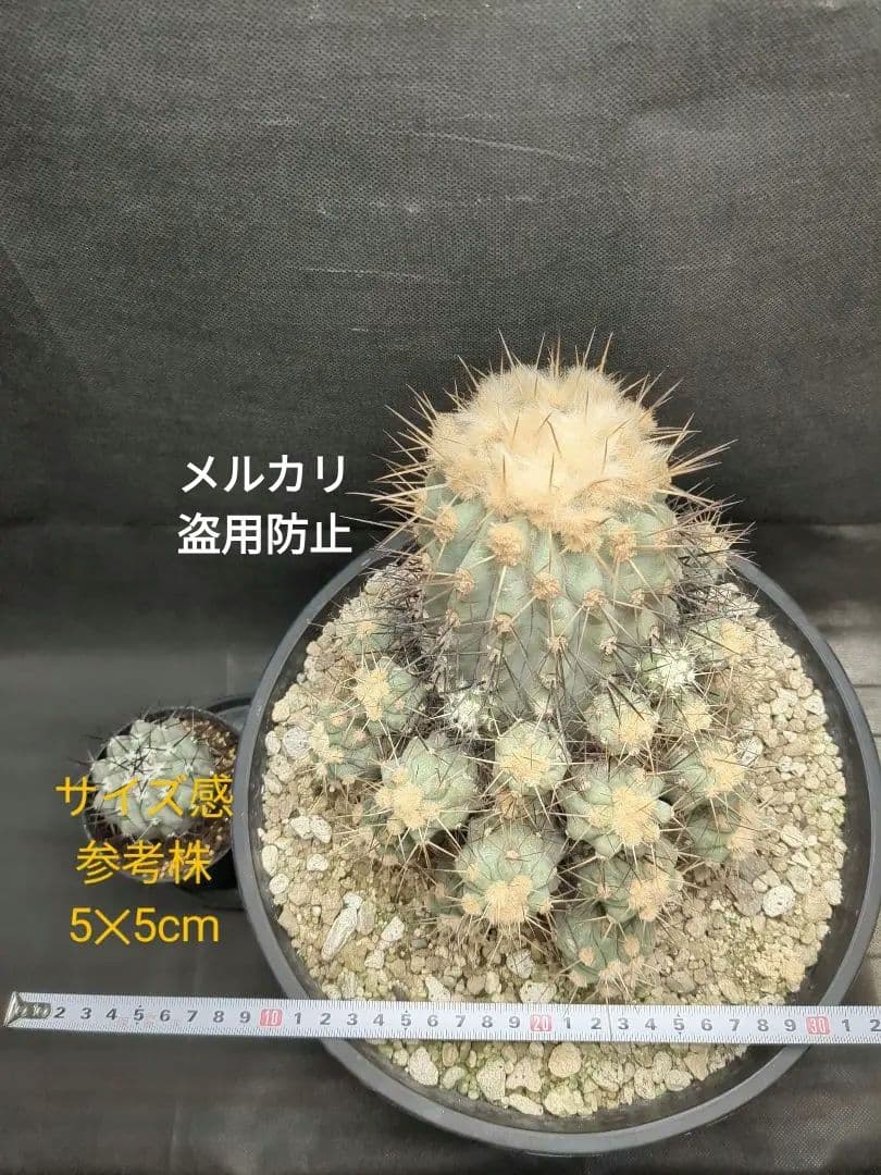 現地球　Copiapoa　大株　迫力　コピアポア ギガンティア　逆鱗丸