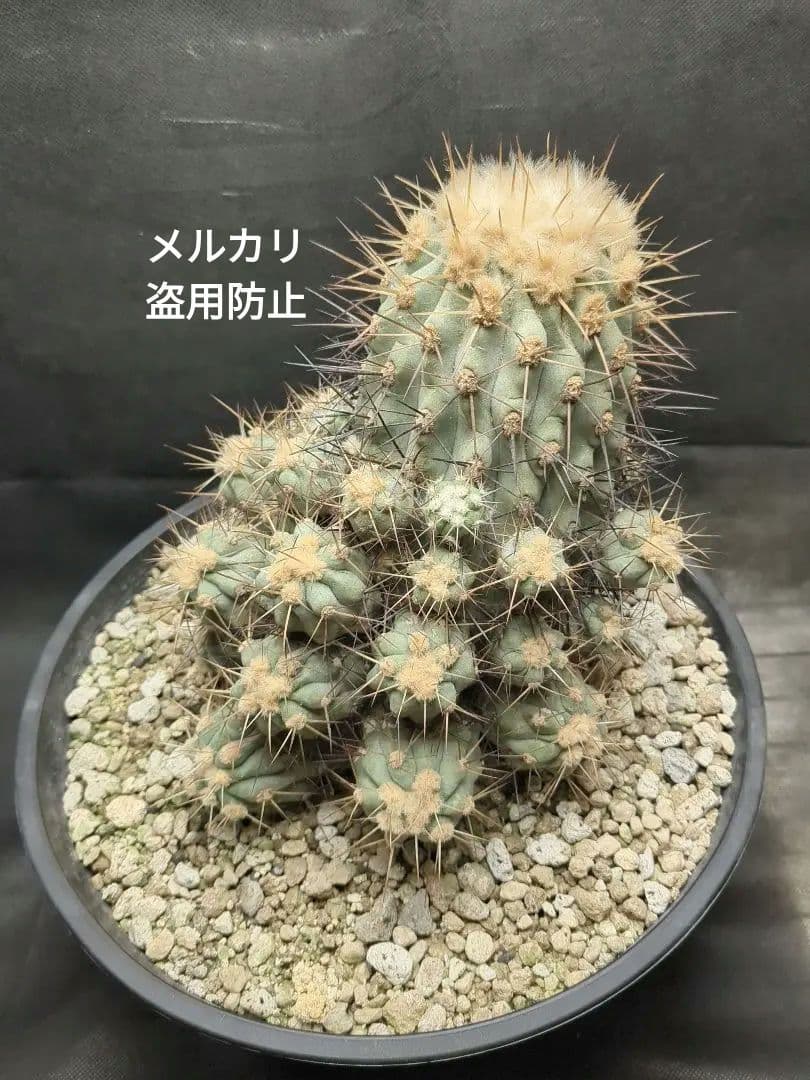 現地球　Copiapoa　大株　迫力　コピアポア ギガンティア　逆鱗丸